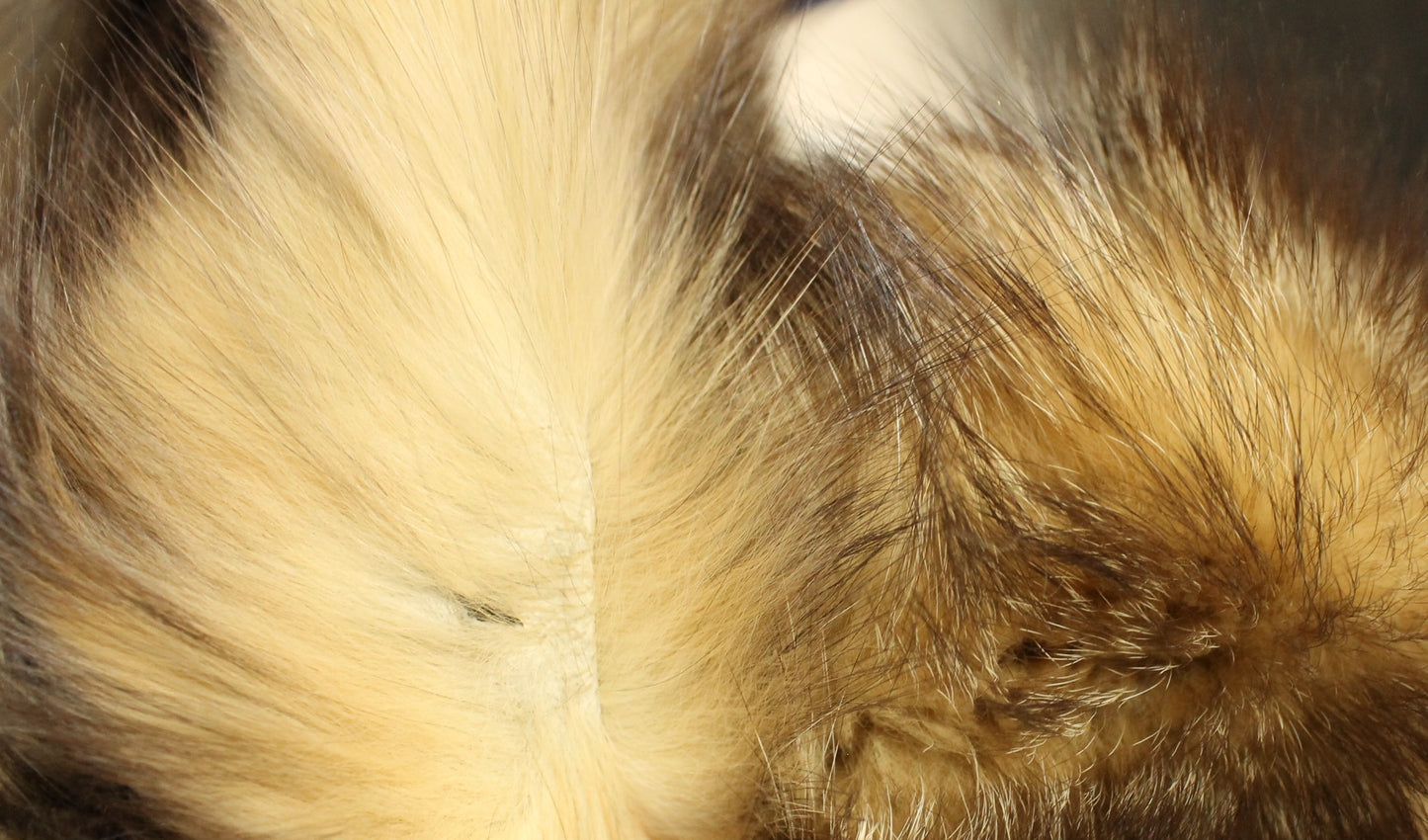 Vintage Klyman Furs Ltd. Tawny Fox/Raccoon Fur Jacket with White Fox Trim (Vintage Size 8)