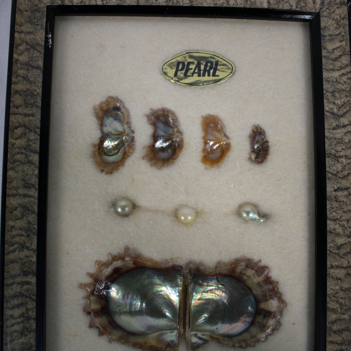 Framed Pearl Cultivation Educational Shadow Box Display