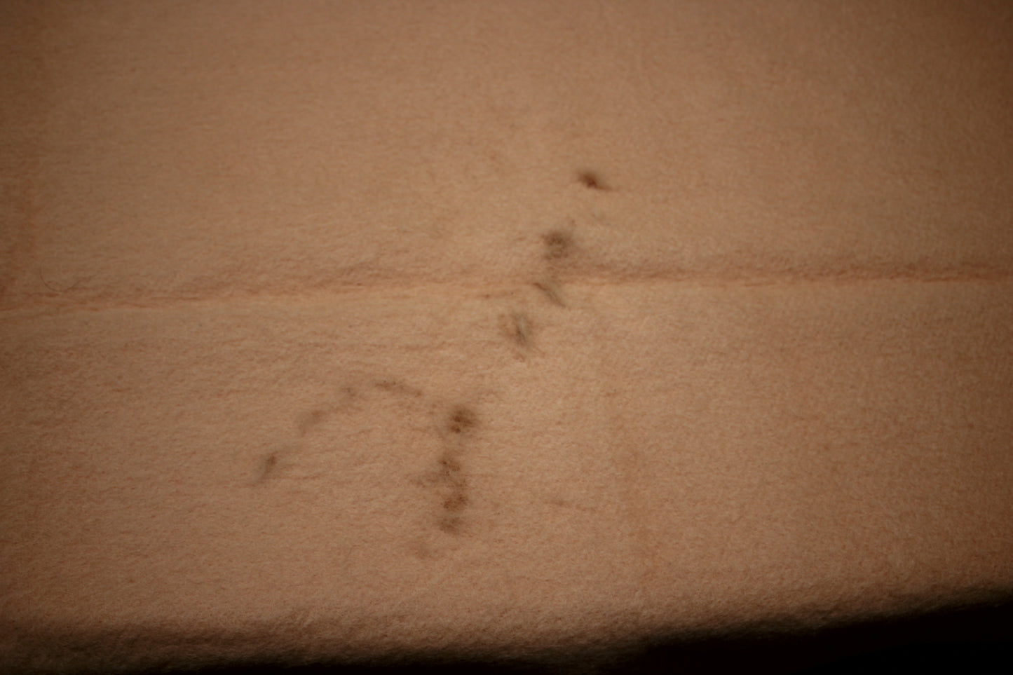 Early's of Witney 4-Point Wool Blanket in Goldenrod