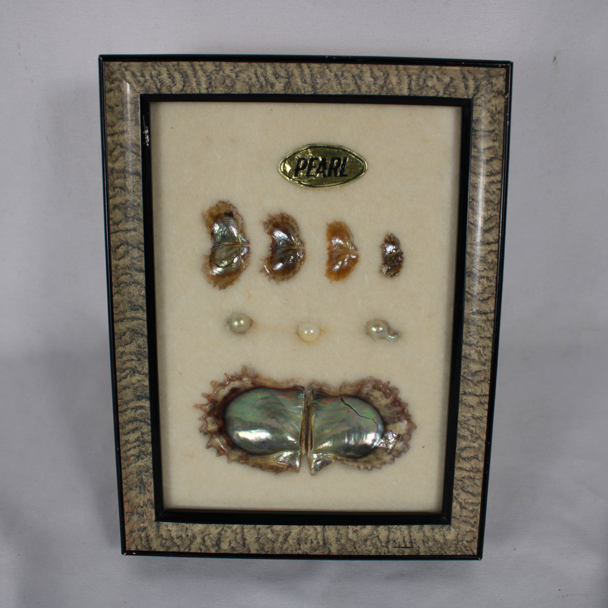Framed Pearl Cultivation Educational Shadow Box Display