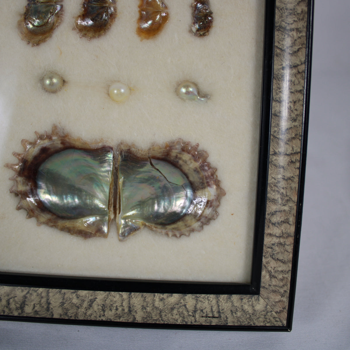 Framed Pearl Cultivation Educational Shadow Box Display