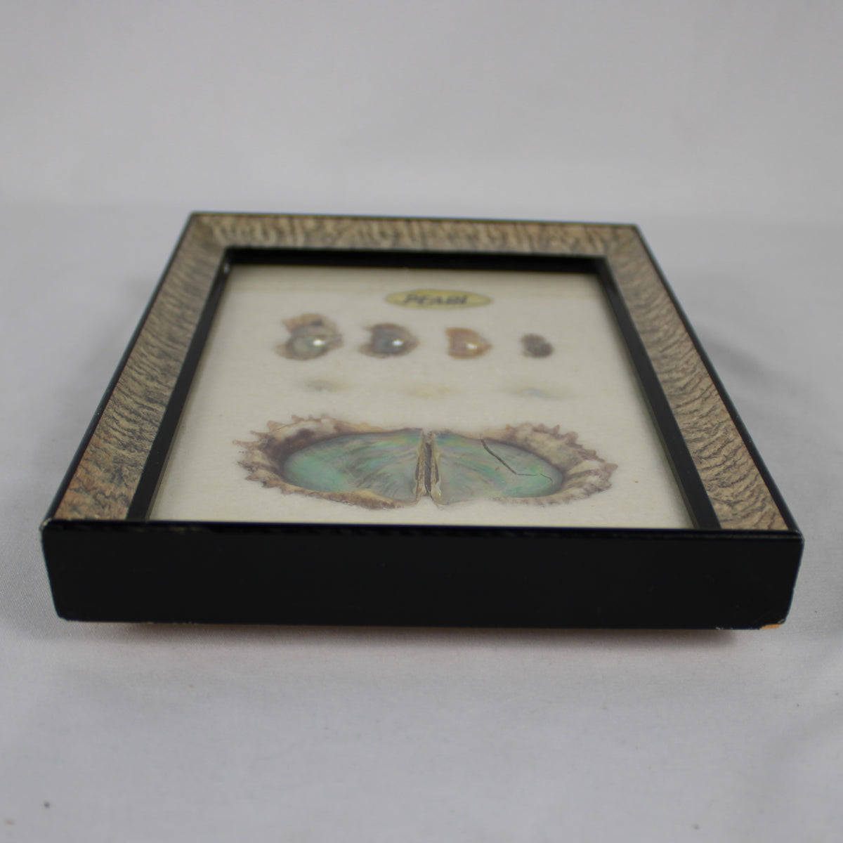 Framed Pearl Cultivation Educational Shadow Box Display